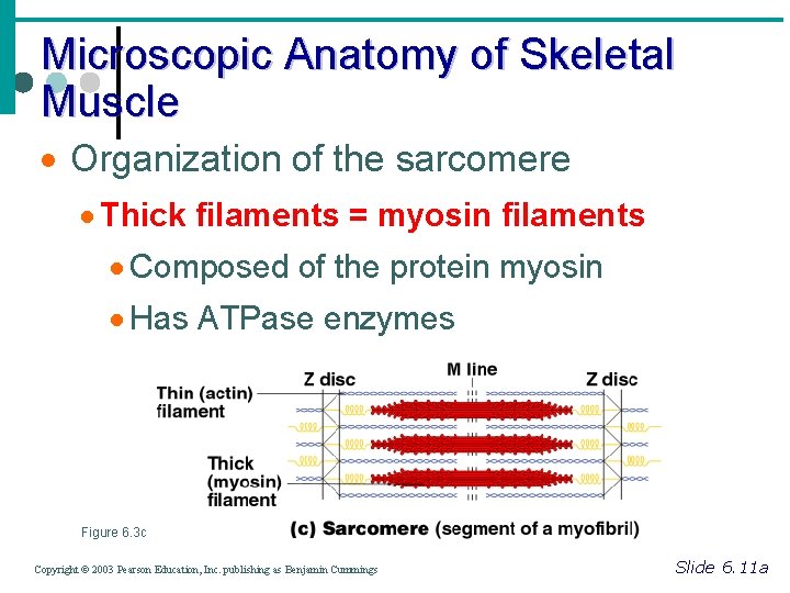 Microscopic Anatomy of Skeletal Muscle · Organization of the sarcomere · Thick filaments =