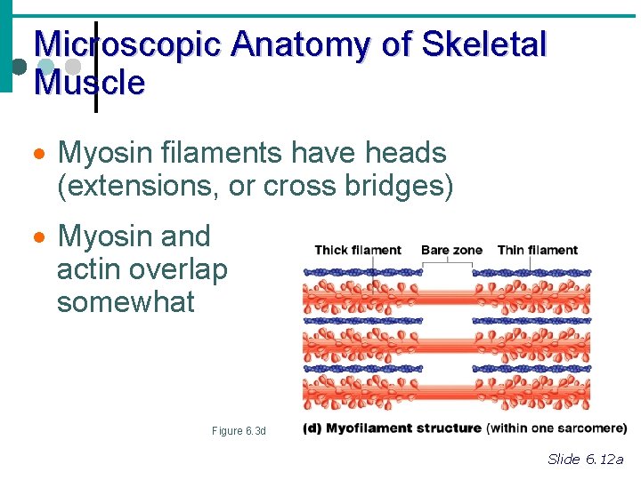 Microscopic Anatomy of Skeletal Muscle · Myosin filaments have heads (extensions, or cross bridges)