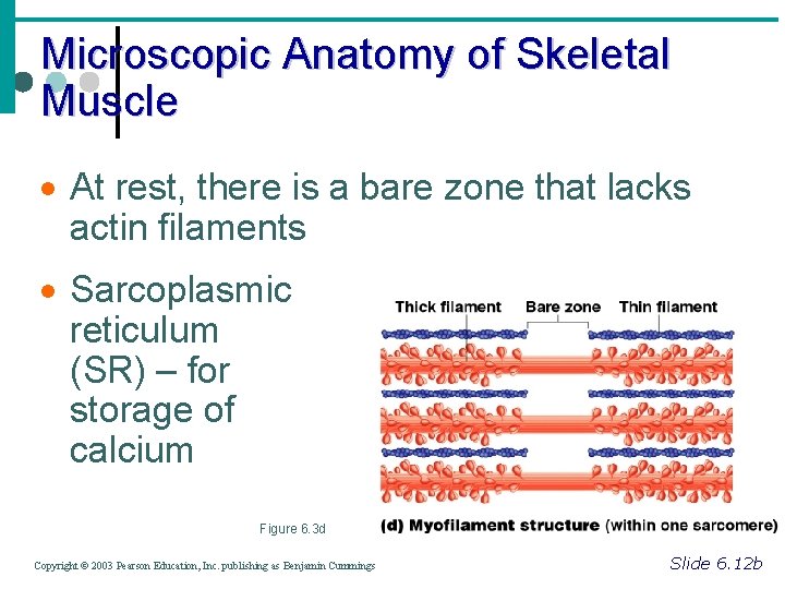 Microscopic Anatomy of Skeletal Muscle · At rest, there is a bare zone that