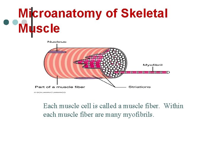 Microanatomy of Skeletal Muscle Each muscle cell is called a muscle fiber. Within each