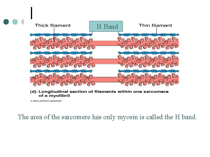 H Band The area of the sarcomere has only myosin is called the H
