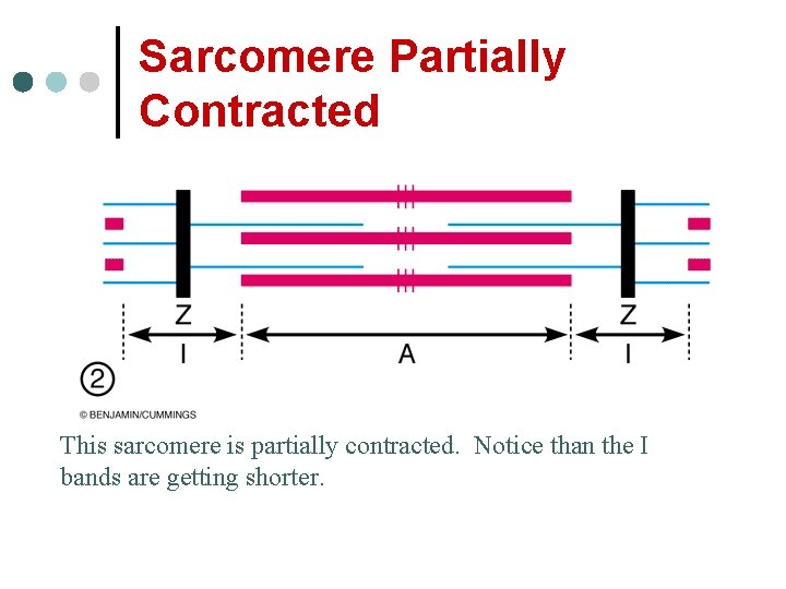 Sarcomere Partially Contracted This sarcomere is partially contracted. Notice than the I bands are