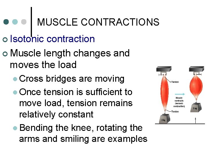 MUSCLE CONTRACTIONS ¢ Isotonic contraction ¢ Muscle length changes and moves the load l