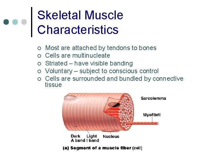 Skeletal Muscle Characteristics ¢ ¢ ¢ Most are attached by tendons to bones Cells