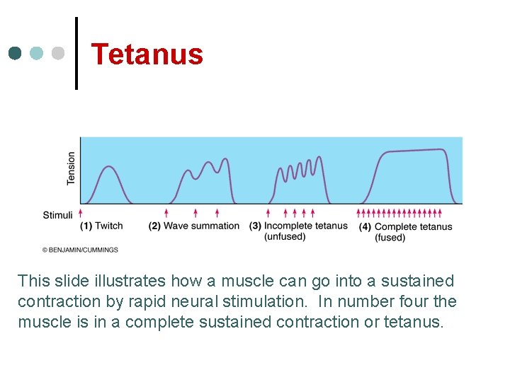 Tetanus This slide illustrates how a muscle can go into a sustained contraction by