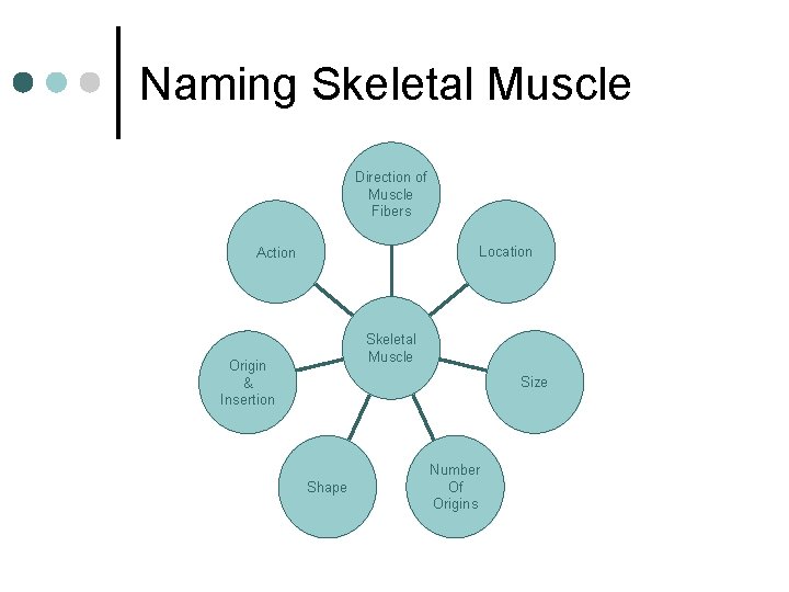 Naming Skeletal Muscle Direction of Muscle Fibers Location Action Skeletal Muscle Origin & Insertion