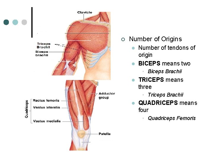 ¢ Number of Origins l l Number of tendons of origin BICEPS means two