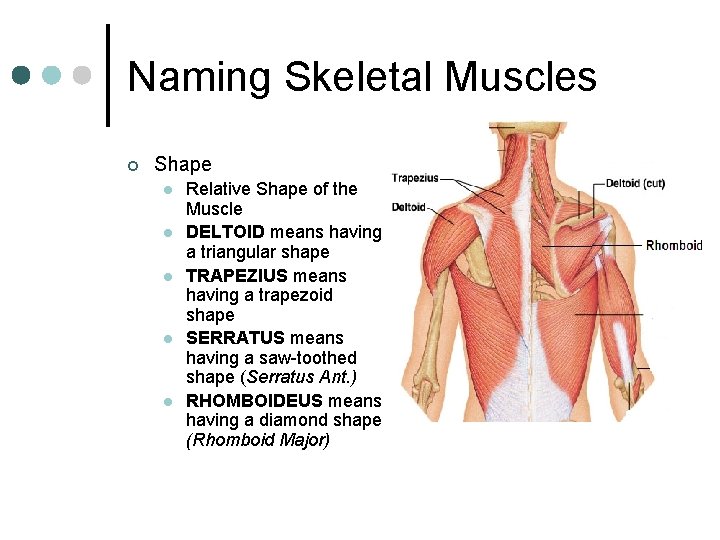 Naming Skeletal Muscles ¢ Shape l l l Relative Shape of the Muscle DELTOID