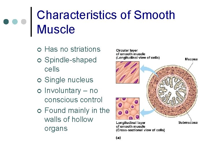 Characteristics of Smooth Muscle ¢ ¢ ¢ Has no striations Spindle-shaped cells Single nucleus