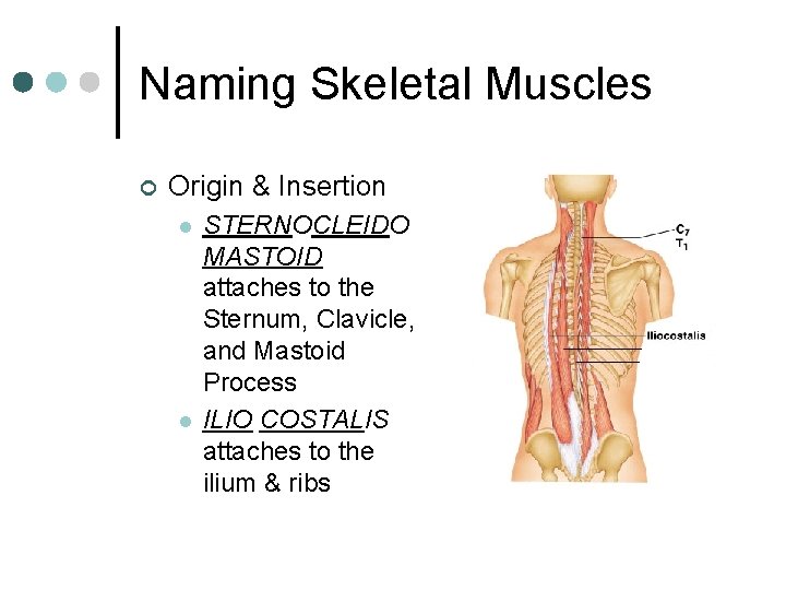 Naming Skeletal Muscles ¢ Origin & Insertion l l STERNOCLEIDO MASTOID attaches to the