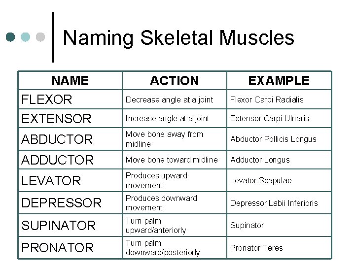 Naming Skeletal Muscles NAME FLEXOR EXTENSOR ACTION EXAMPLE Decrease angle at a joint Flexor