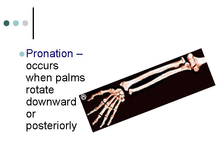 l Pronation – occurs when palms rotate downward or posteriorly 