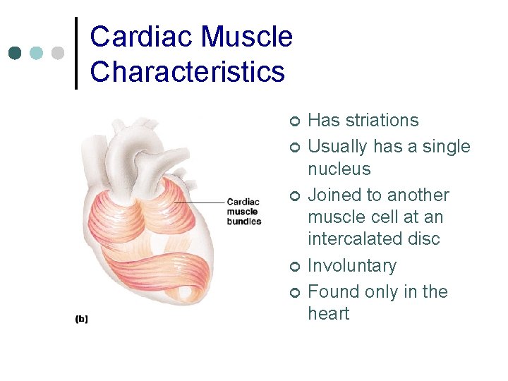 Cardiac Muscle Characteristics ¢ ¢ ¢ Has striations Usually has a single nucleus Joined