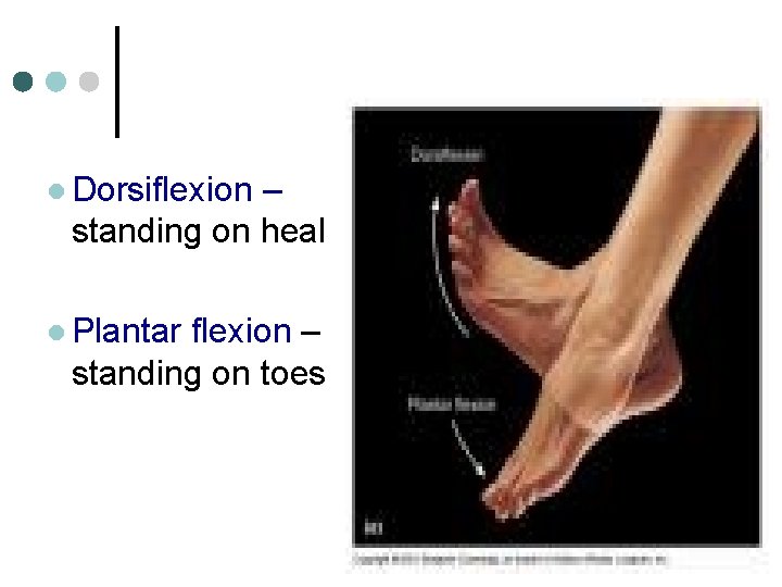 l Dorsiflexion – standing on heal l Plantar flexion – standing on toes 