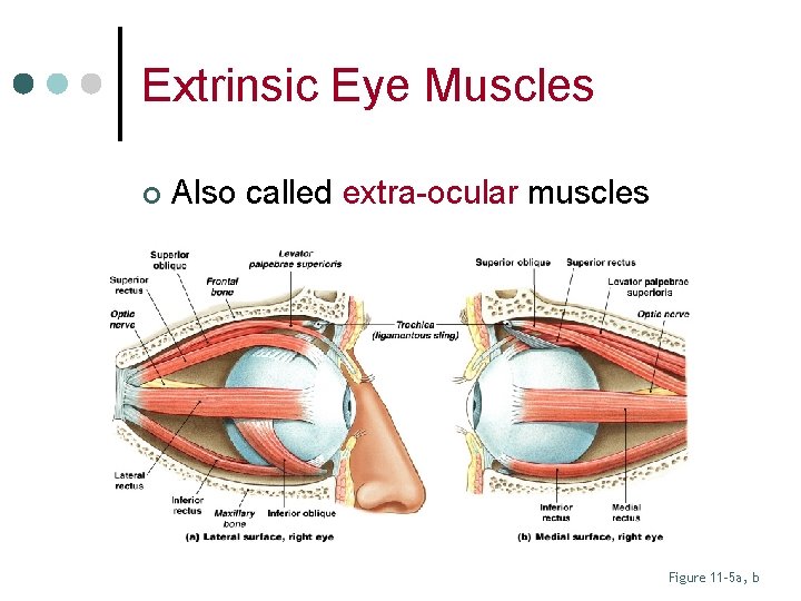 Extrinsic Eye Muscles ¢ Also called extra-ocular muscles Figure 11– 5 a, b 