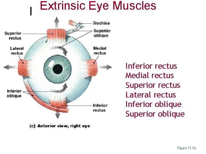 Extrinsic Eye Muscles Inferior rectus Medial rectus Superior rectus Lateral rectus Inferior oblique Superior