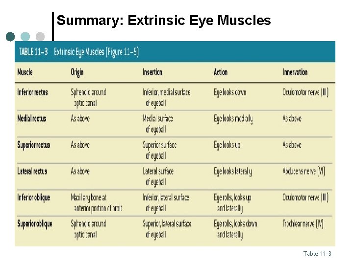 Summary: Extrinsic Eye Muscles Table 11– 3 