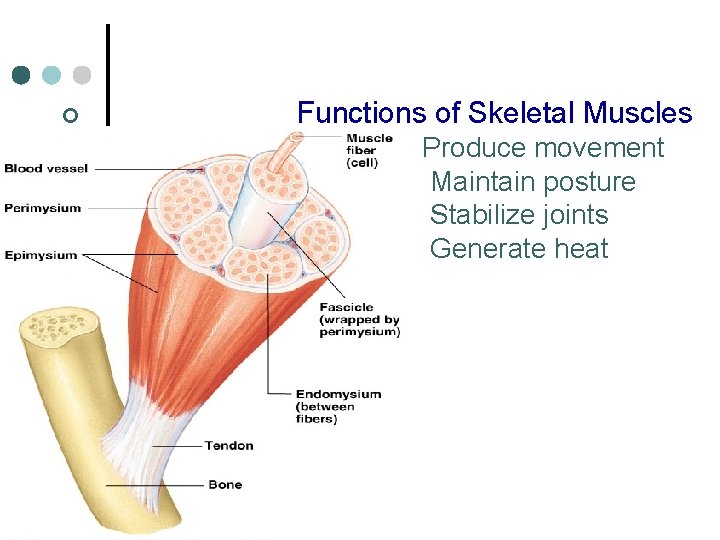 Functions of Skeletal Muscles ¢ l l Produce movement Maintain posture Stabilize joints Generate
