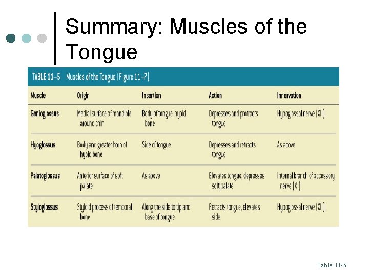 Summary: Muscles of the Tongue Table 11– 5 