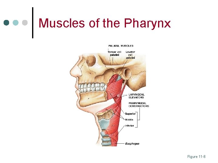 Muscles of the Pharynx Figure 11– 8 