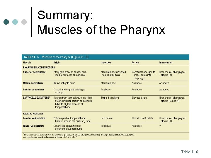 Summary: Muscles of the Pharynx Table 11– 6 