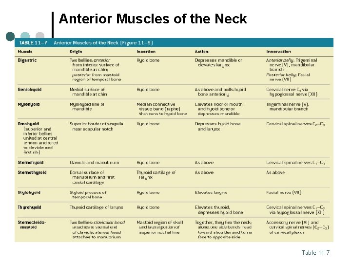 Anterior Muscles of the Neck Table 11– 7 