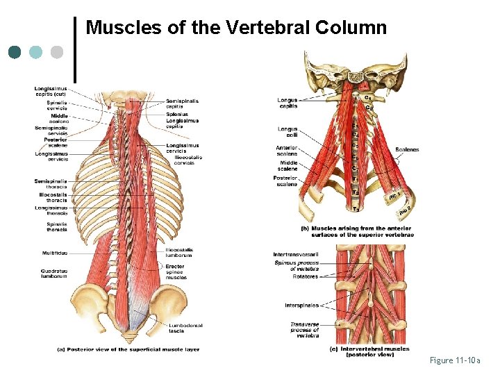 Muscles of the Vertebral Column Figure 11– 10 a 