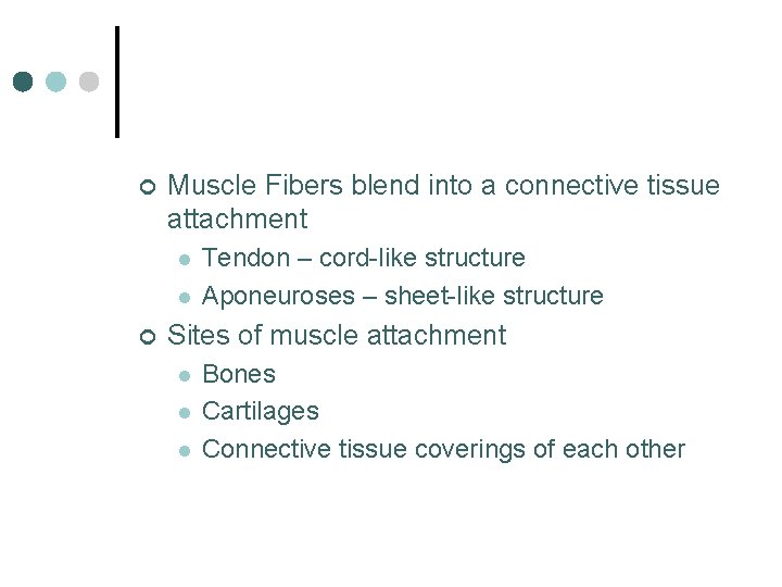 ¢ Muscle Fibers blend into a connective tissue attachment l l ¢ Tendon –