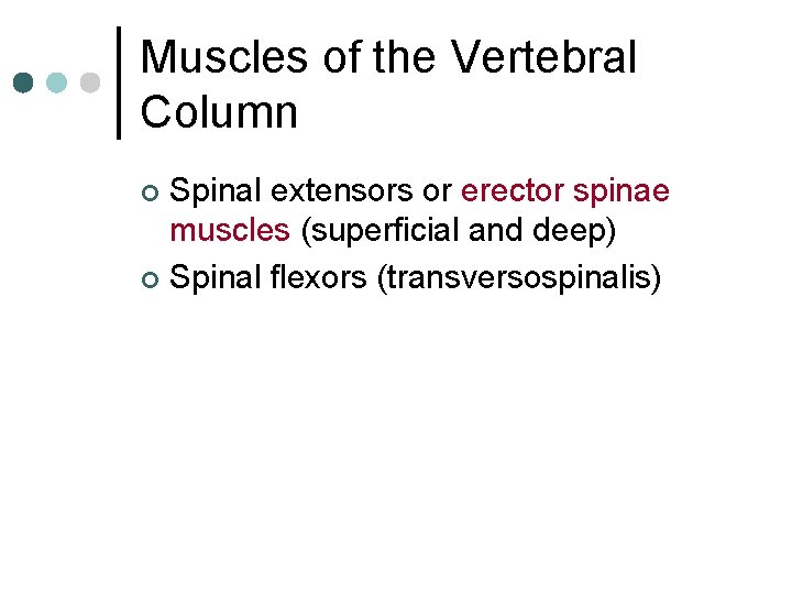 Muscles of the Vertebral Column Spinal extensors or erector spinae muscles (superficial and deep)