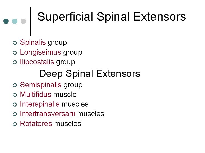 Superficial Spinal Extensors ¢ ¢ ¢ Spinalis group Longissimus group Iliocostalis group Deep Spinal