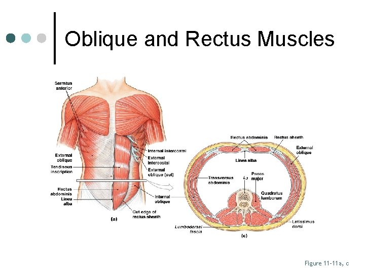 Oblique and Rectus Muscles Figure 11– 11 a, c 