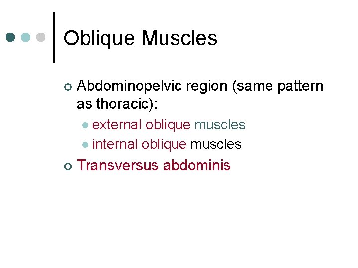 Oblique Muscles ¢ Abdominopelvic region (same pattern as thoracic): external oblique muscles l internal