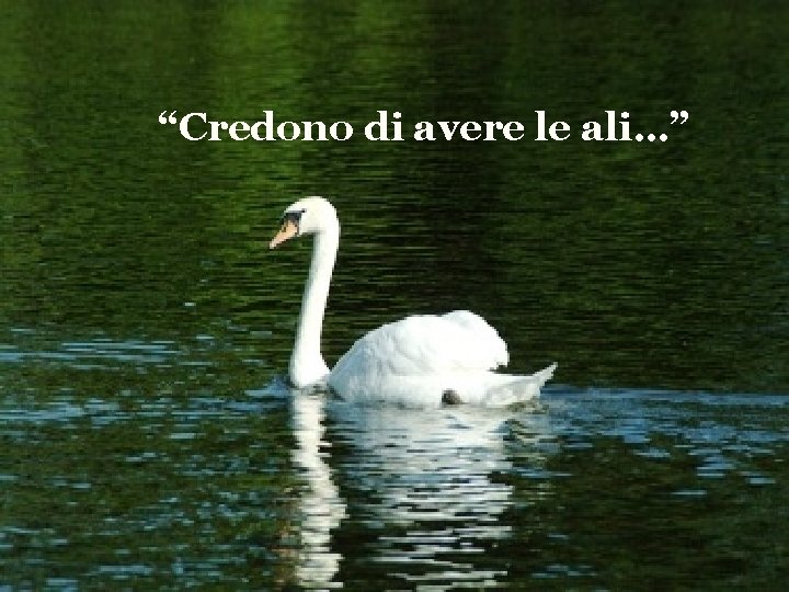 “Credono di avere le ali…” 