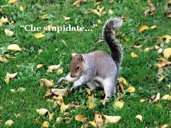 “Che stupidate…” 