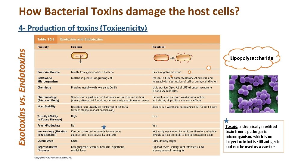 How Bacterial Toxins damage the host cells? Exotoxins vs. Endotoxins 4 - Production of