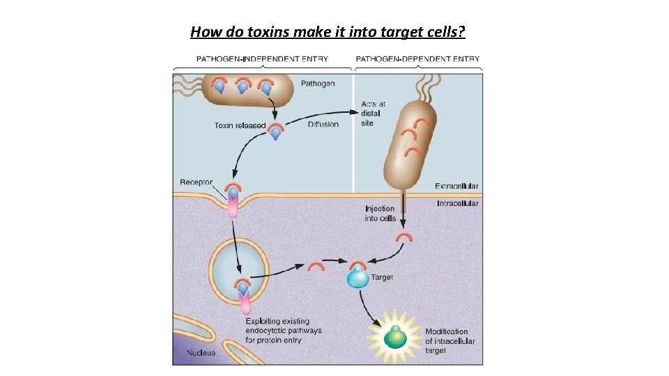 How do toxins make it into target cells? 