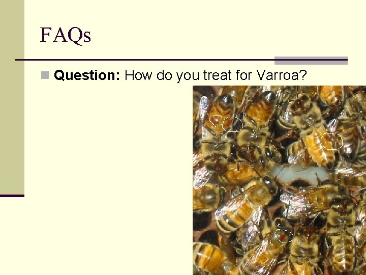 FAQs n Question: How do you treat for Varroa? 