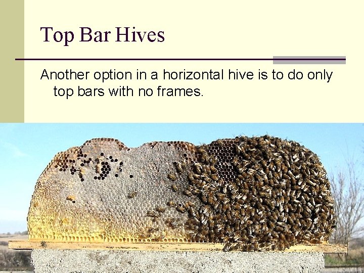 Top Bar Hives Another option in a horizontal hive is to do only top