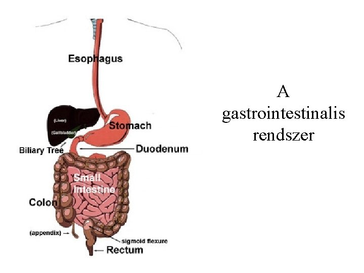 A gastrointestinalis rendszer 