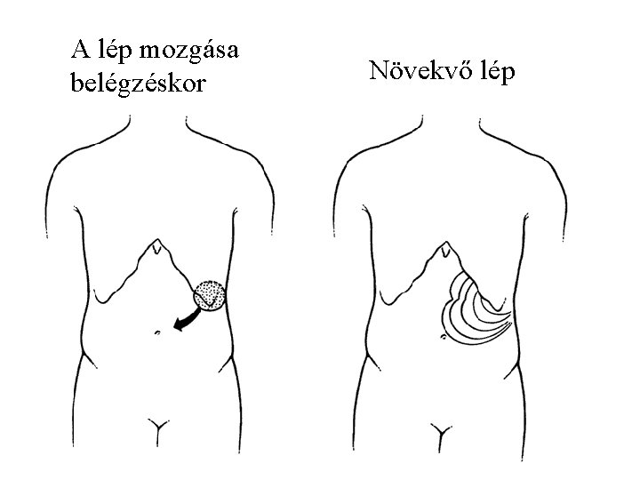 A lép mozgása belégzéskor Növekvő lép 