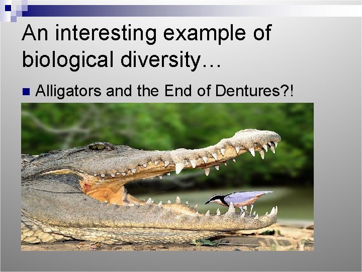 An interesting example of biological diversity… n Alligators and the End of Dentures? !