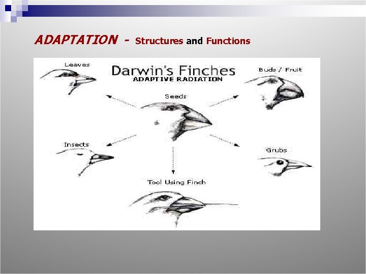 ADAPTATION - Structures and Functions 