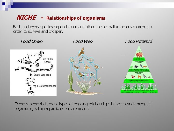 NICHE - Relationships of organisms Each and every species depends on many other species