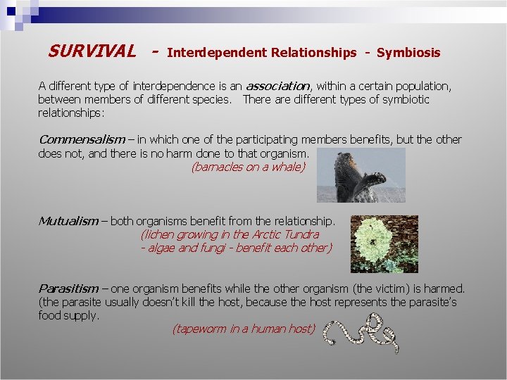 SURVIVAL - Interdependent Relationships - Symbiosis A different type of interdependence is an association,