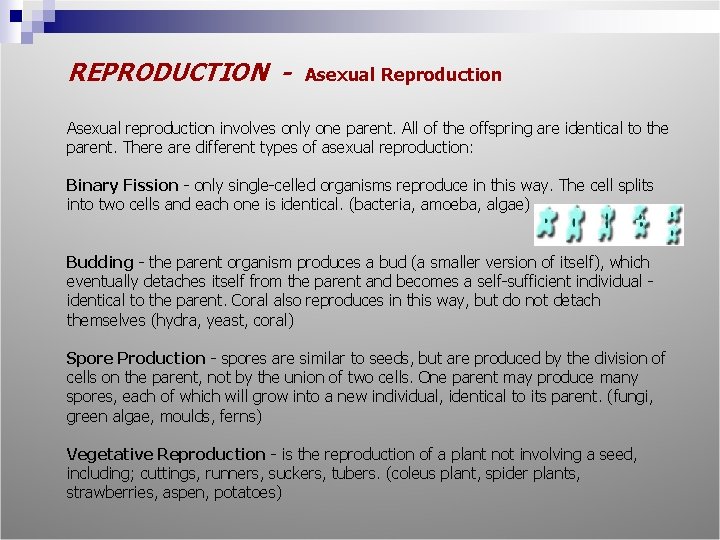 REPRODUCTION - Asexual Reproduction Asexual reproduction involves only one parent. All of the offspring