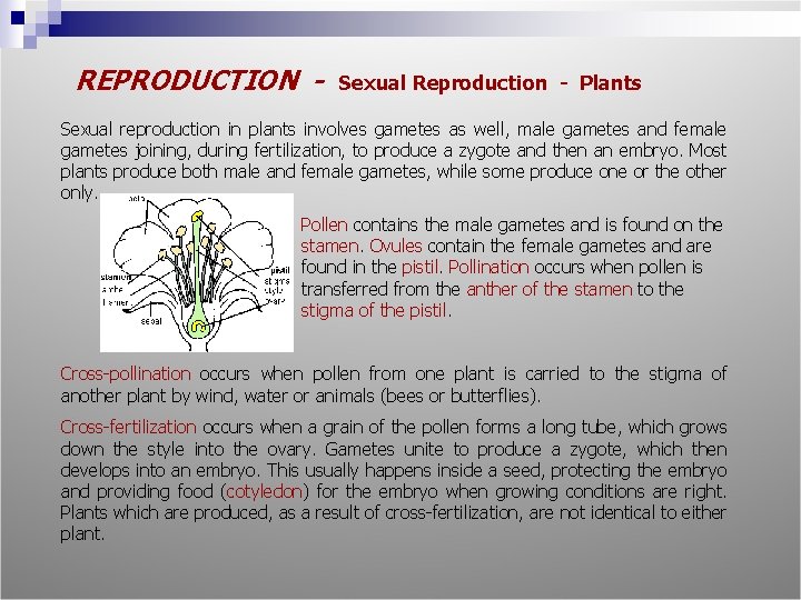 REPRODUCTION - Sexual Reproduction - Plants Sexual reproduction in plants involves gametes as well,