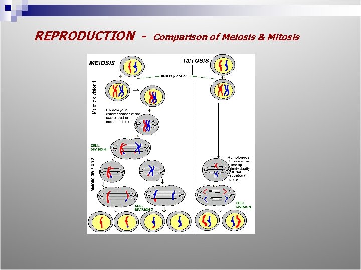 REPRODUCTION - Comparison of Meiosis & Mitosis 