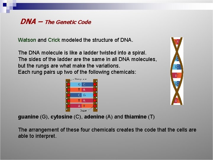 DNA – The Genetic Code Watson and Crick modeled the structure of DNA. The