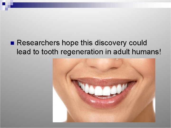 n Researchers hope this discovery could lead to tooth regeneration in adult humans! 