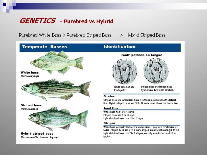 GENETICS - Purebred vs Hybrid Purebred White Bass X Purebred Striped Bass ----> Hybrid